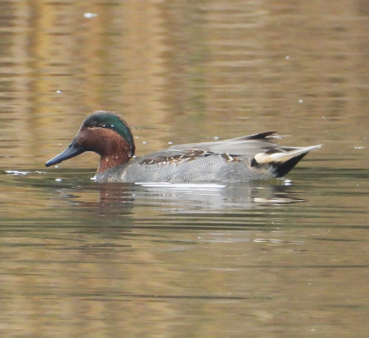 Green-winged Teal - ML645182905