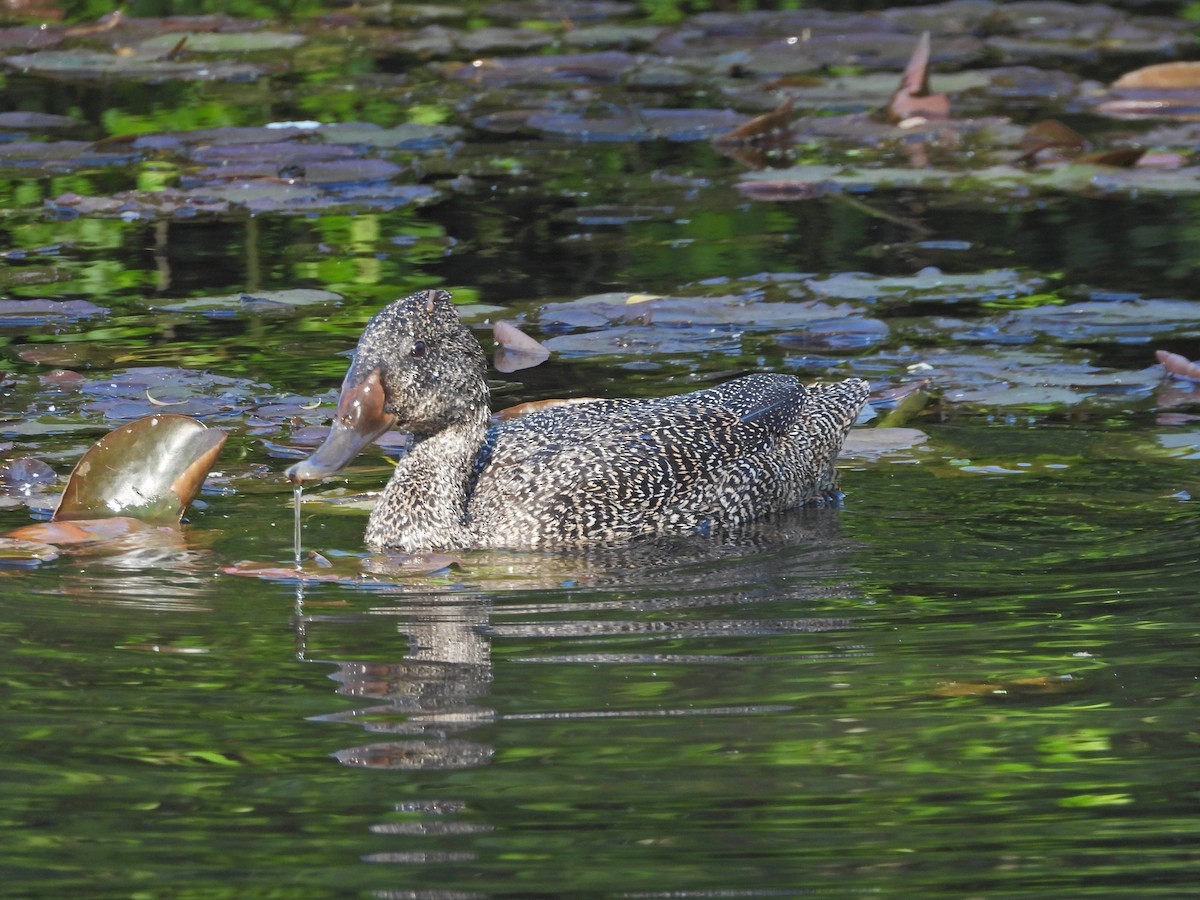 Freckled Duck - ML645182912