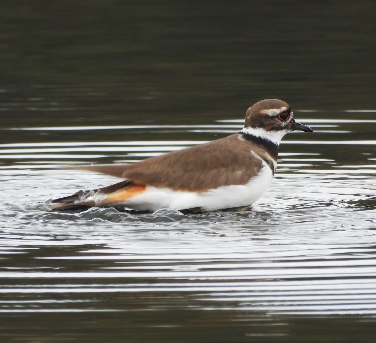 Killdeer - ML645182914