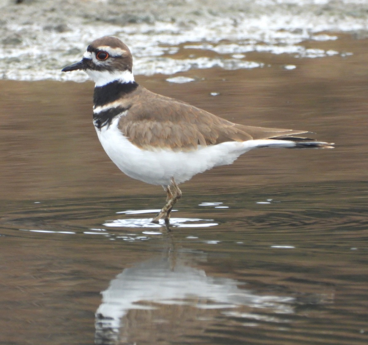 Killdeer - ML645182915