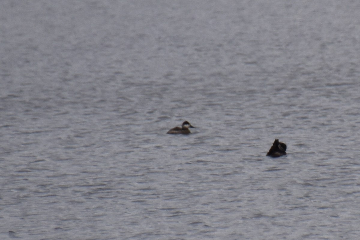 Савка американська - ML645182919