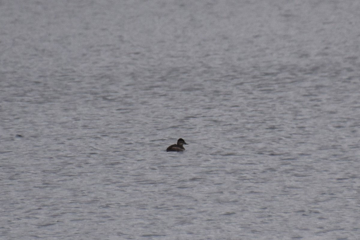 Савка американська - ML645182920