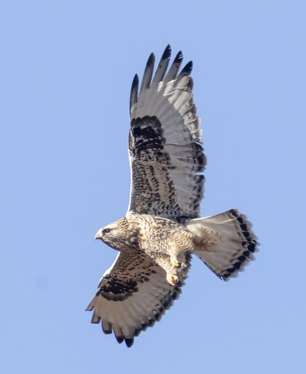 Тарлан сар - ML645182921