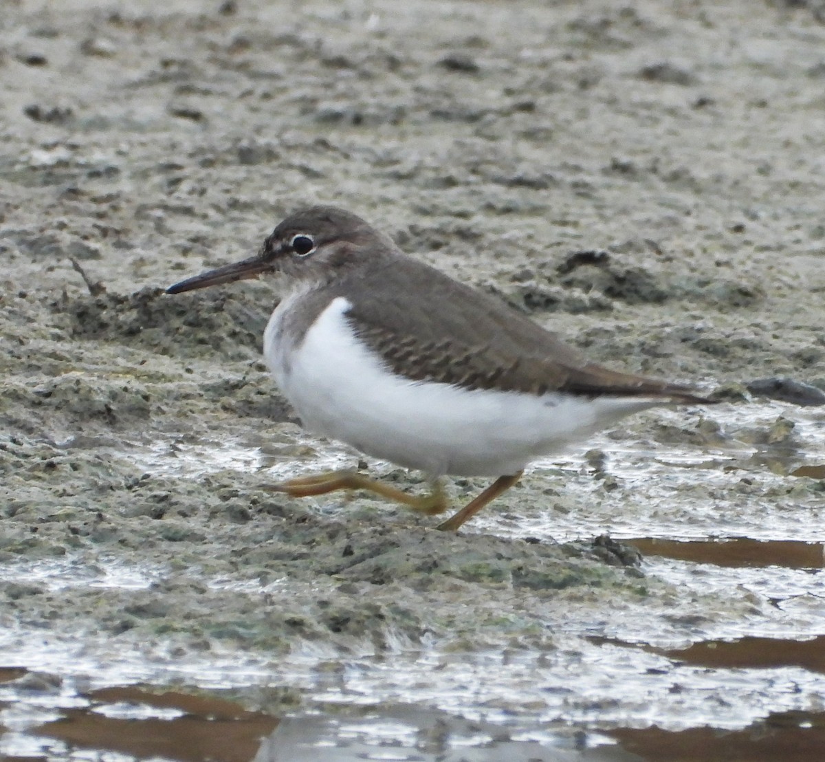 Spotted Sandpiper - ML645182923