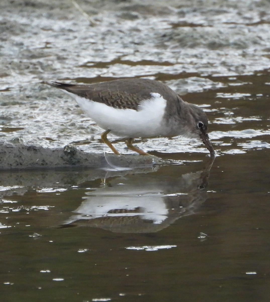 Spotted Sandpiper - ML645182924