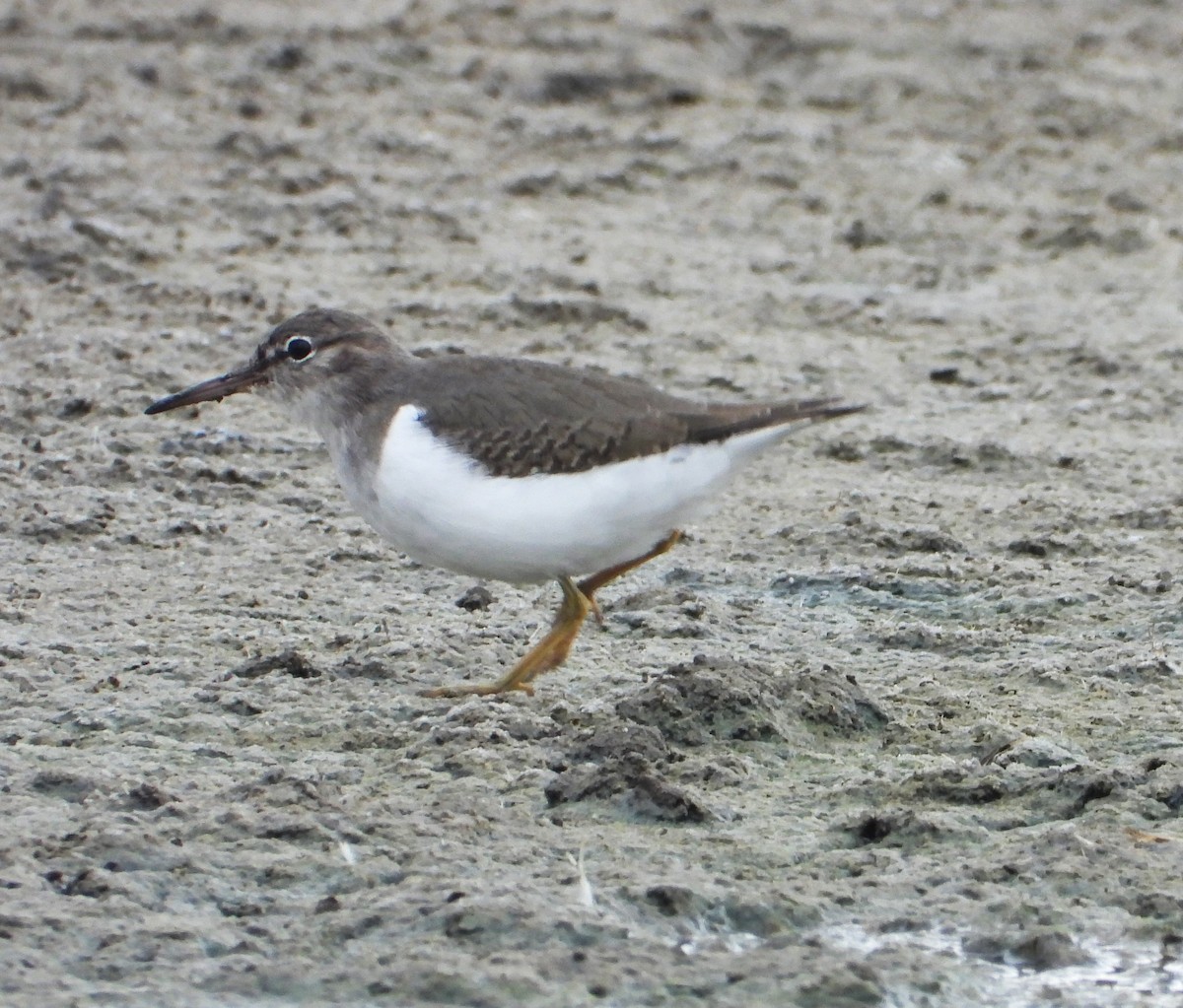 Spotted Sandpiper - ML645182925