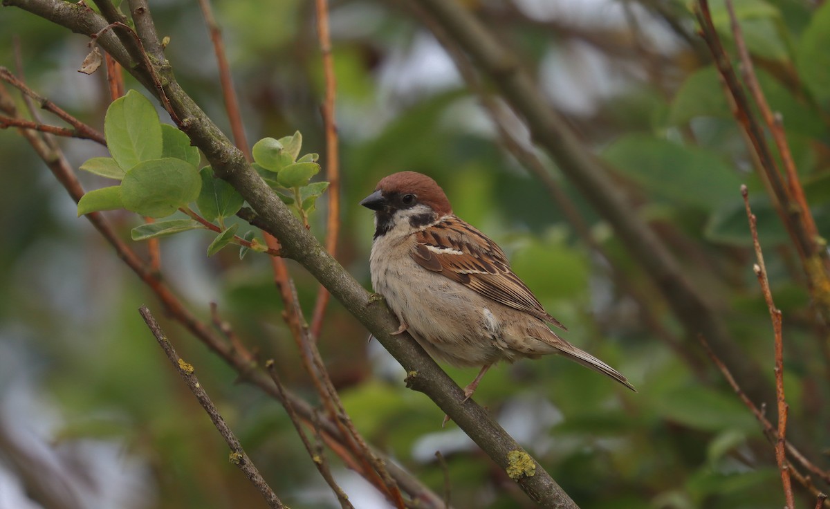 Gorrión Molinero - ML645182931
