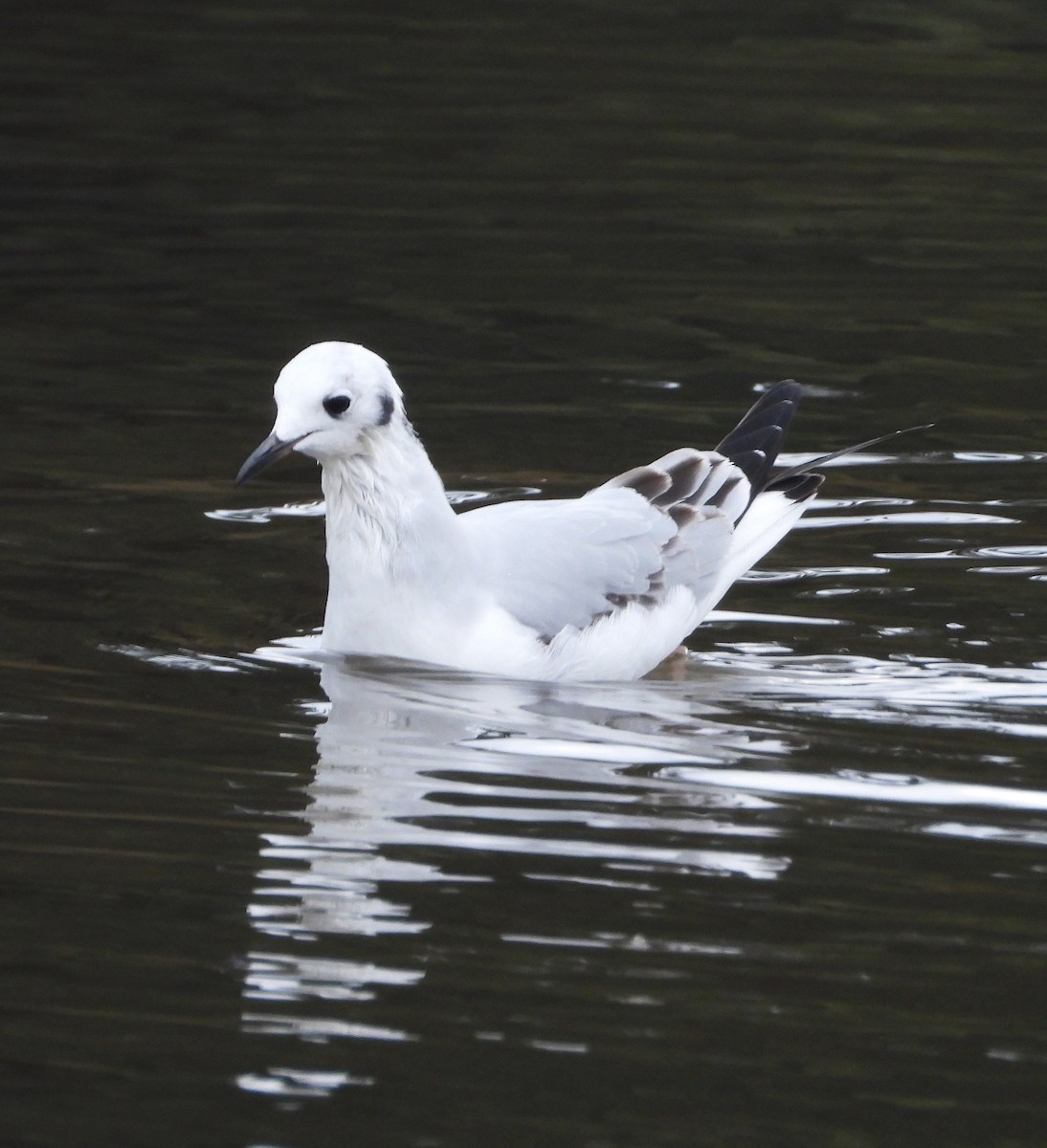Bonaparte's Gull - ML645182938