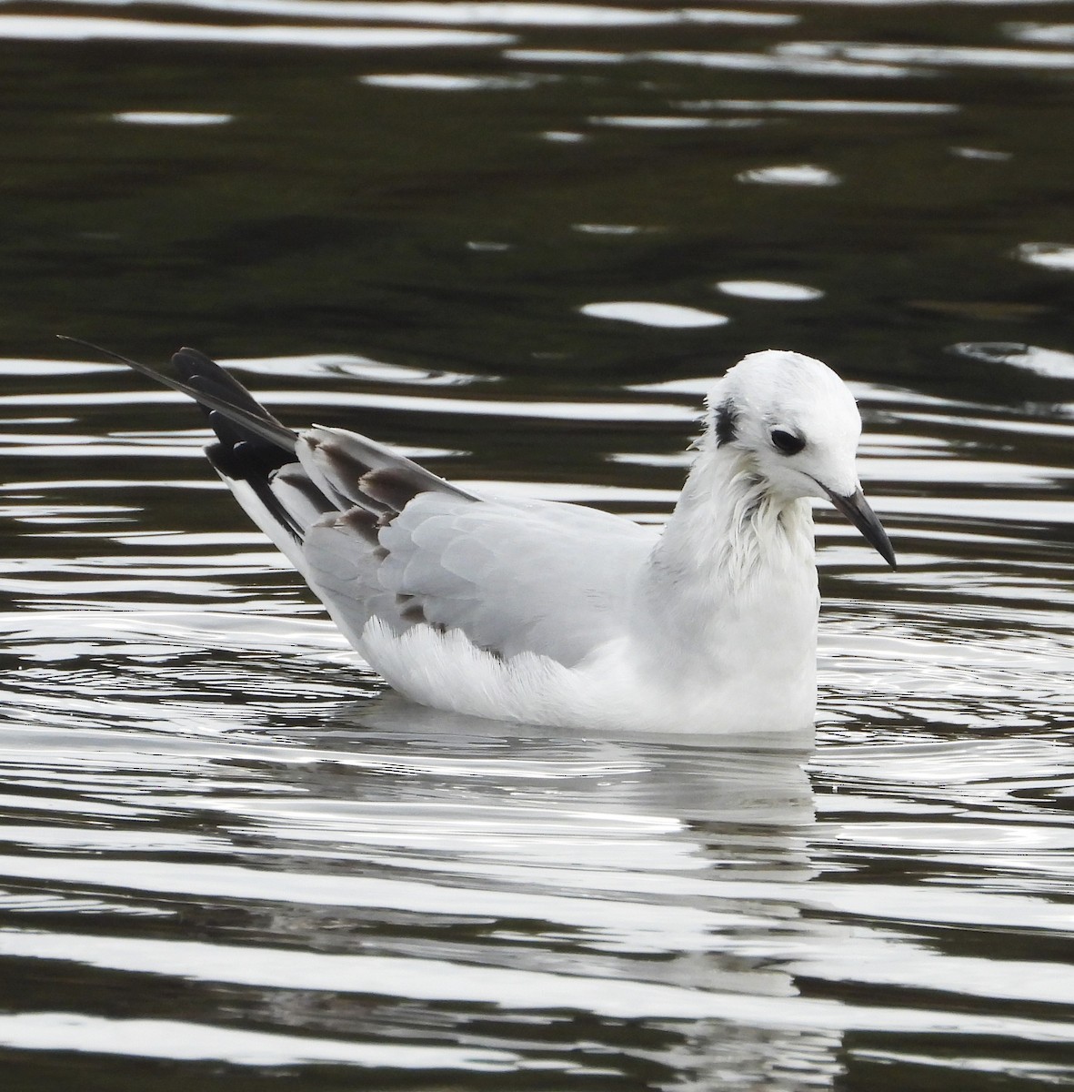 Bonaparte's Gull - ML645182939