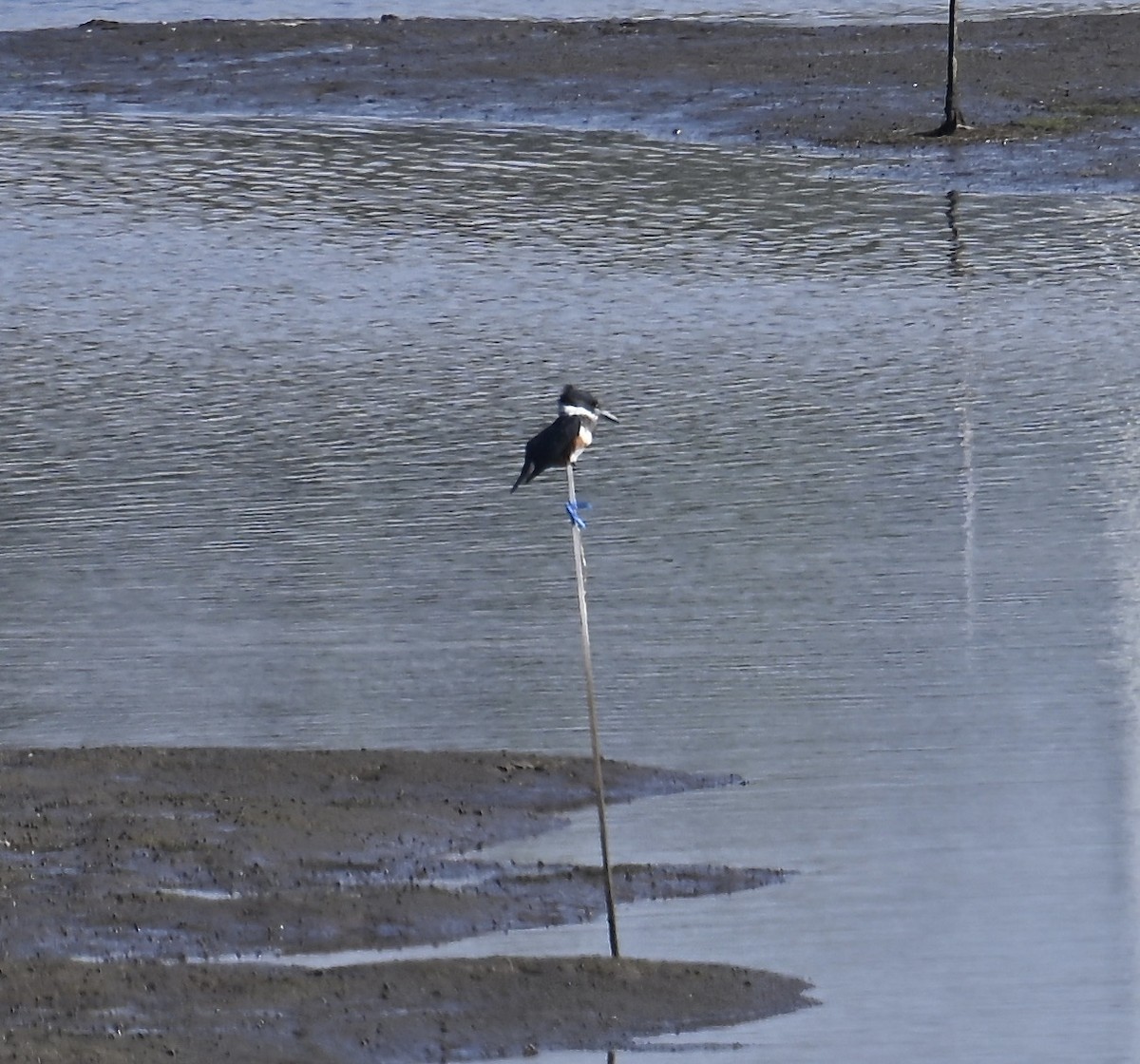 Опоясанный зимородок - ML645182941