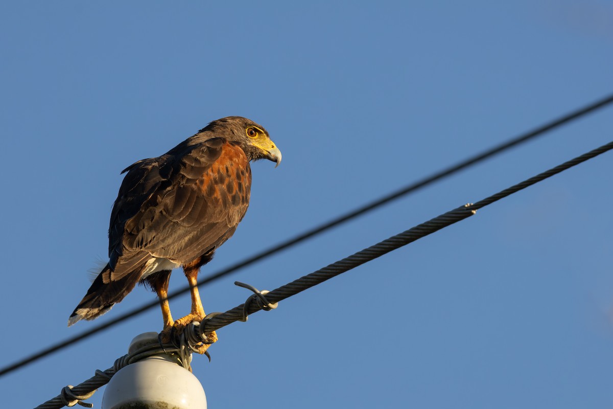 Harris's Hawk - ML645182943