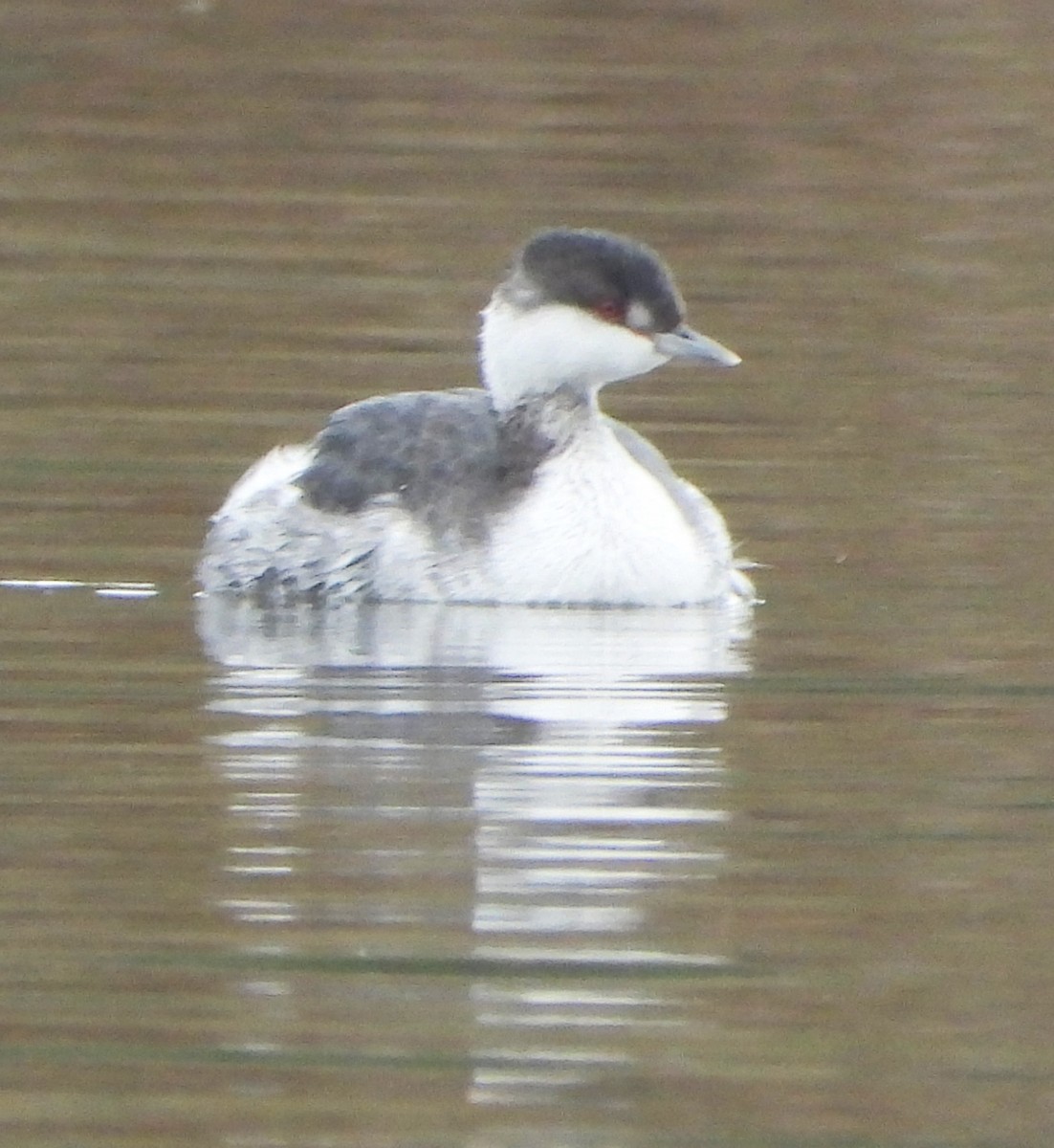 Horned Grebe - ML645182944