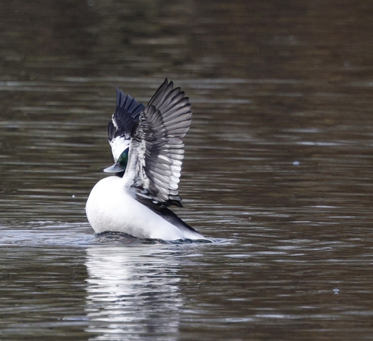 Bufflehead - ML645182946