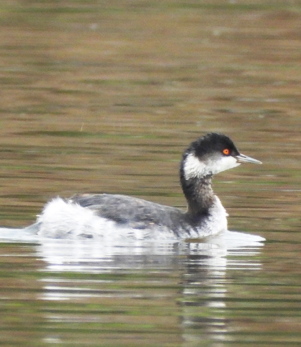 Eared Grebe - ML645182948