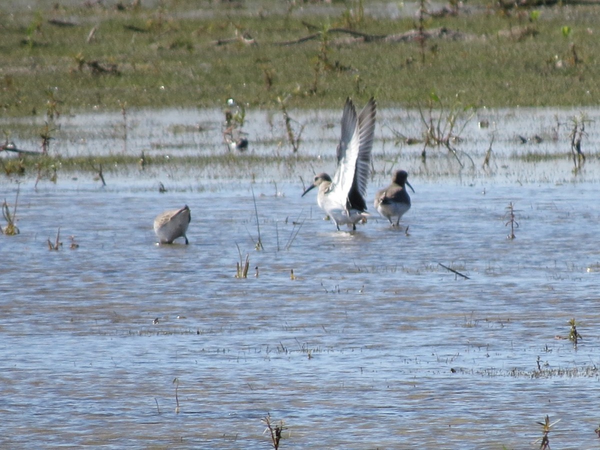 Dunlin - ML645182949