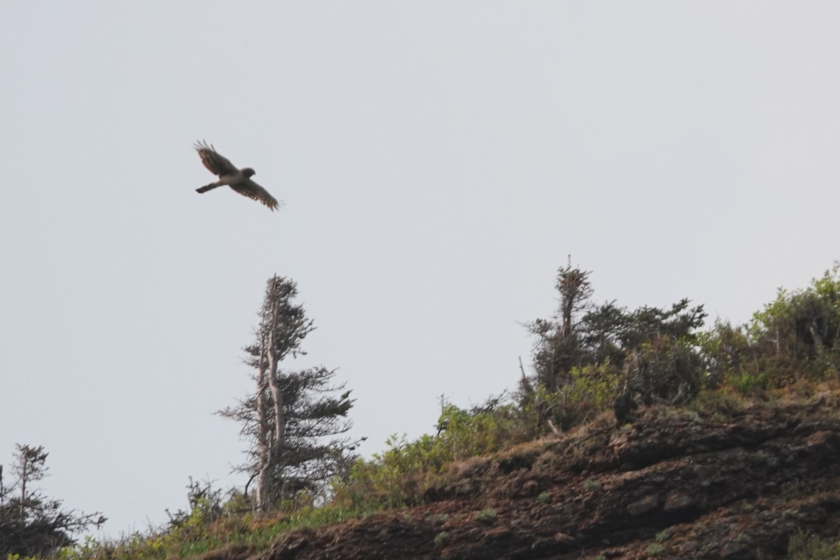 Northern Harrier - ML645182952
