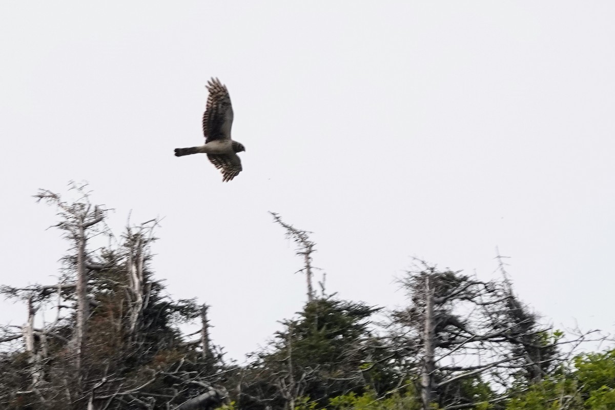 Northern Harrier - ML645182953