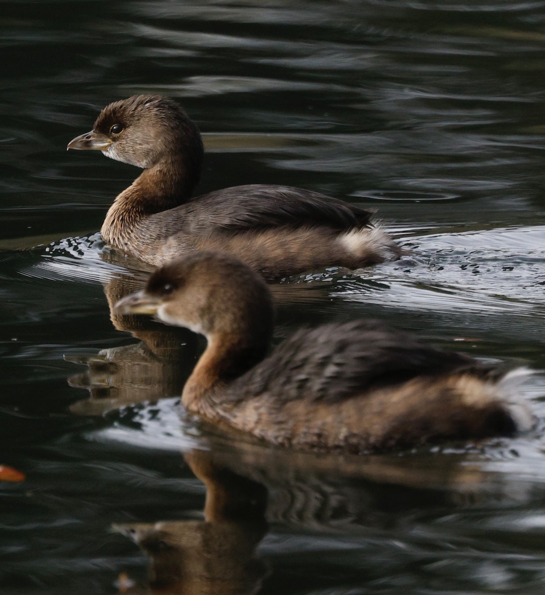 Pied-billed Grebe - ML645182954
