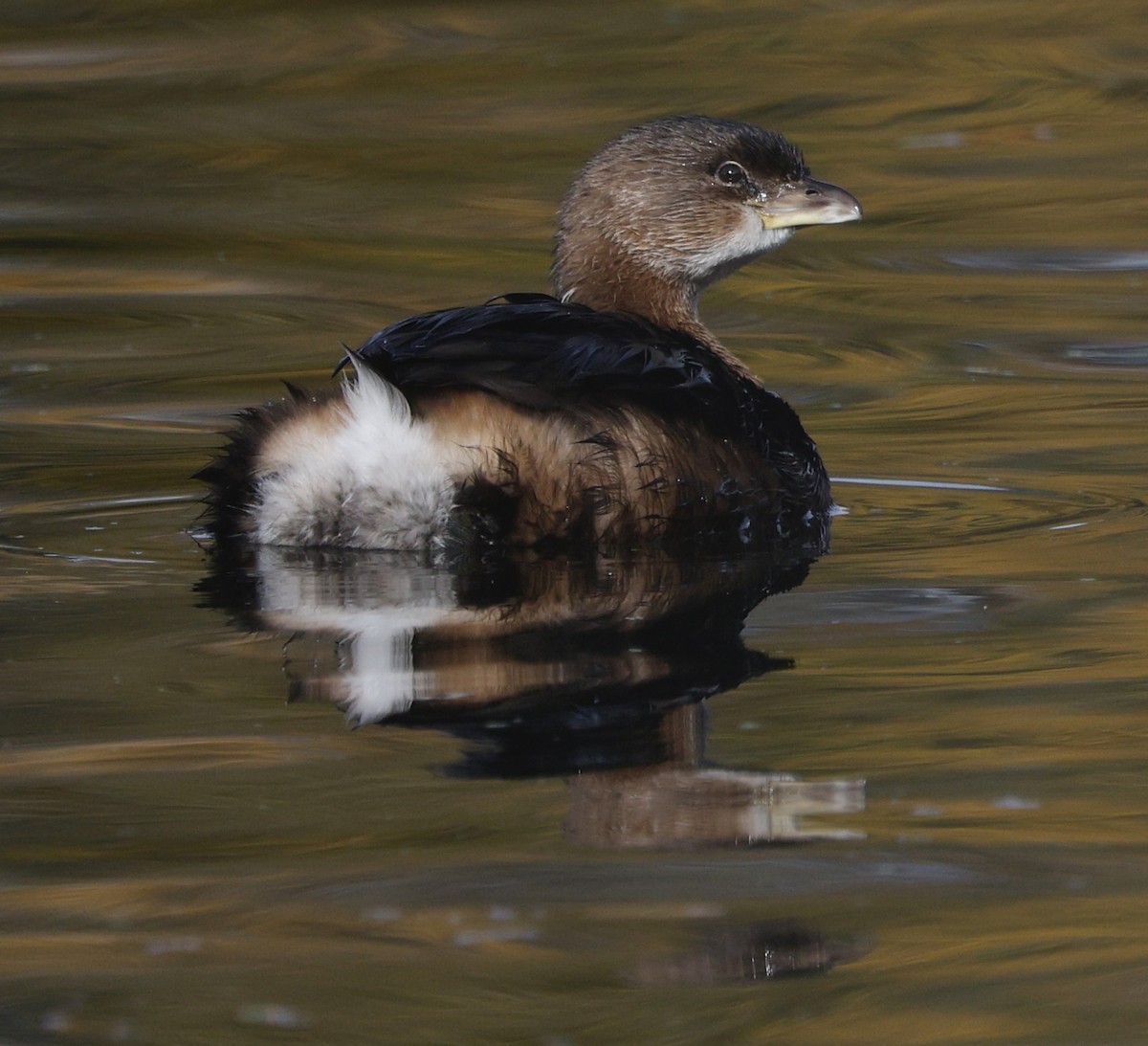 Pied-billed Grebe - ML645182958