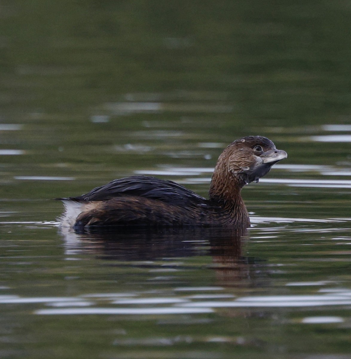 Pied-billed Grebe - ML645182959