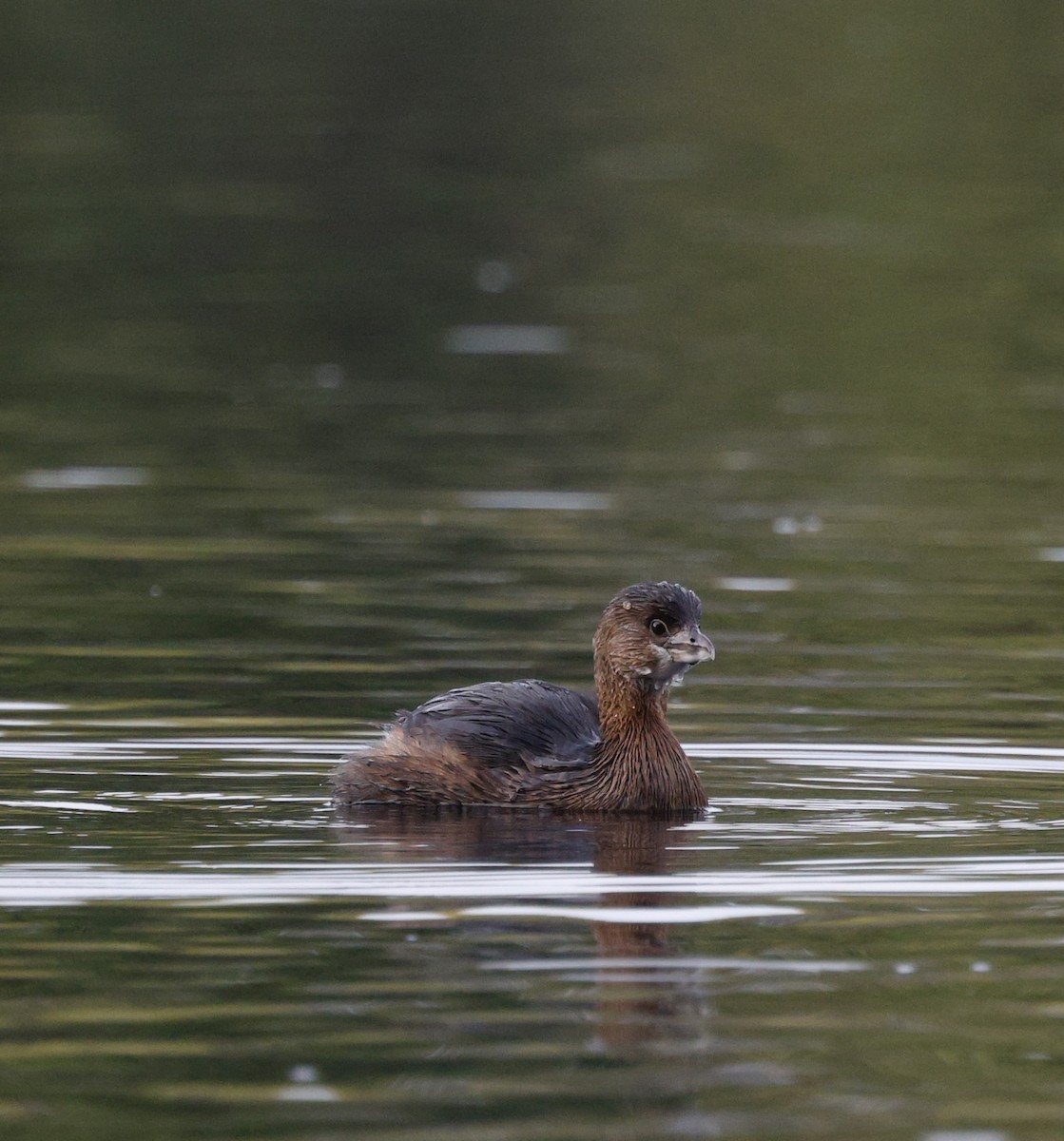 Pied-billed Grebe - ML645182961