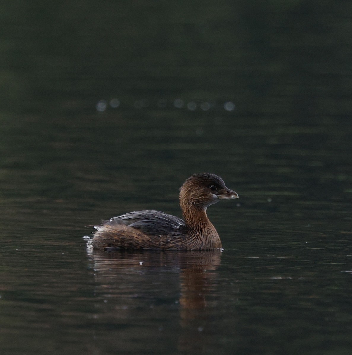 Pied-billed Grebe - ML645182962