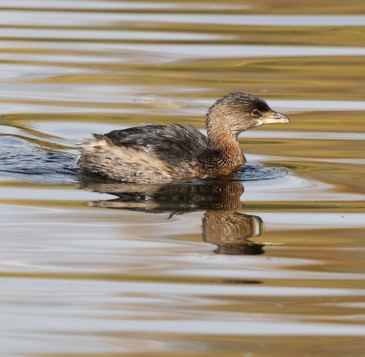 Pied-billed Grebe - ML645182963