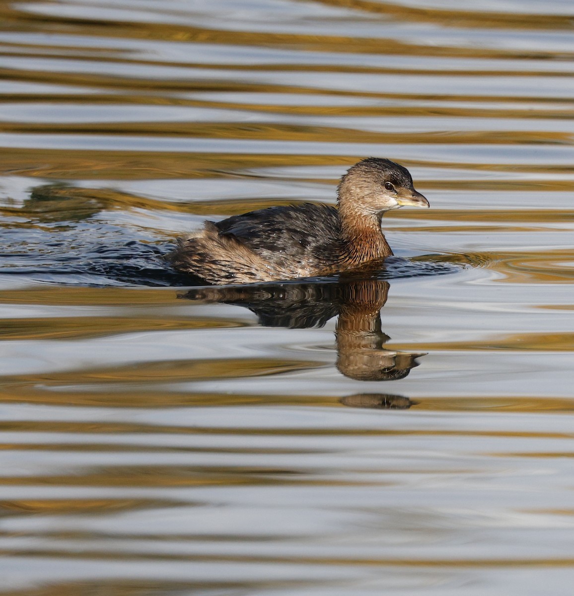 Pied-billed Grebe - ML645182964
