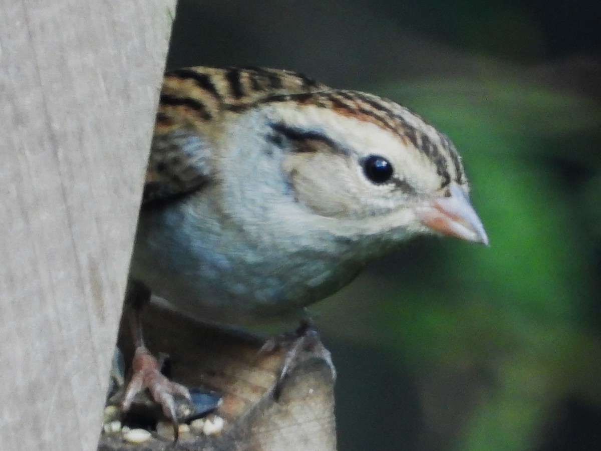 Chipping Sparrow - ML645182966