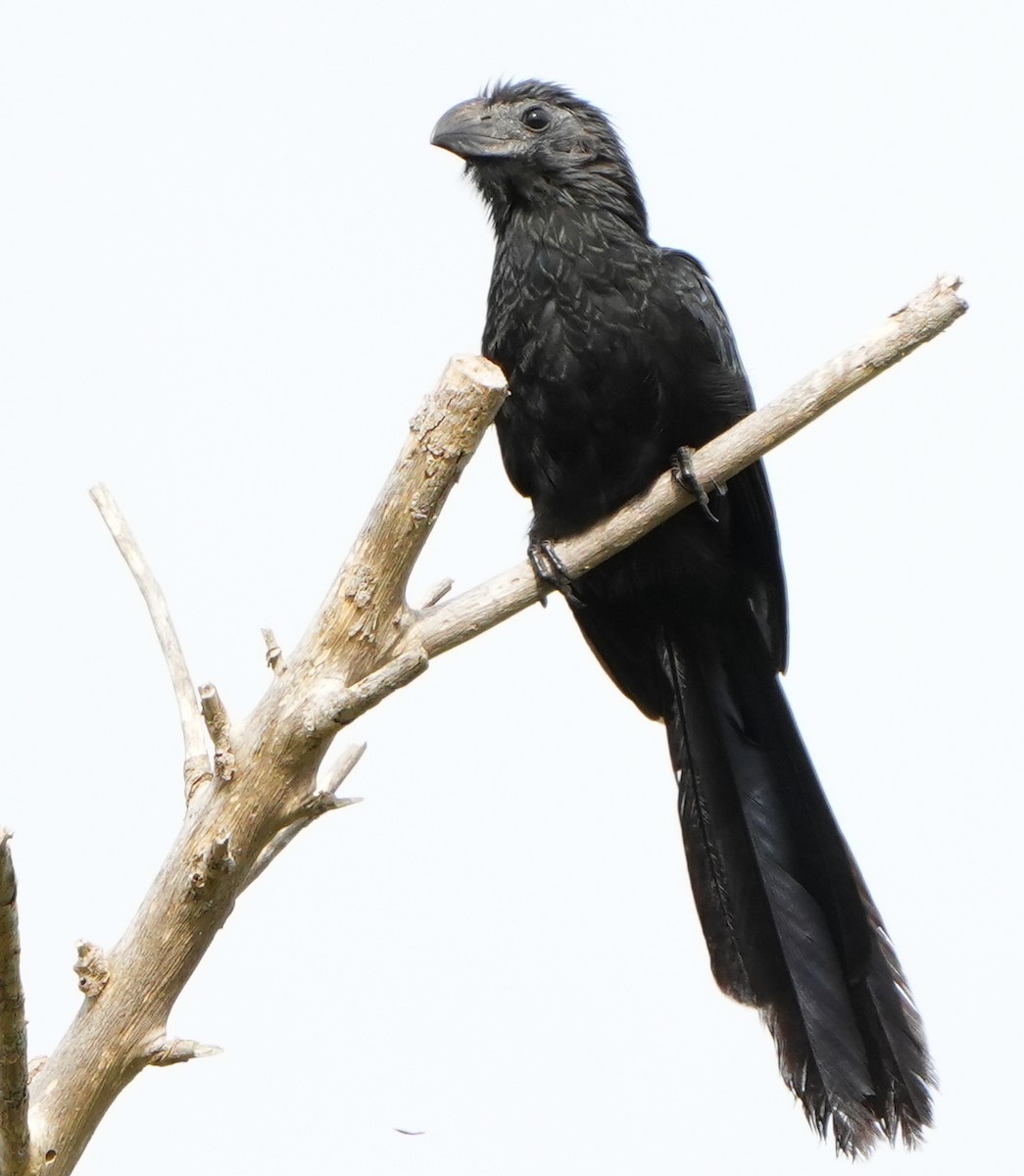 Groove-billed Ani - ML645182969