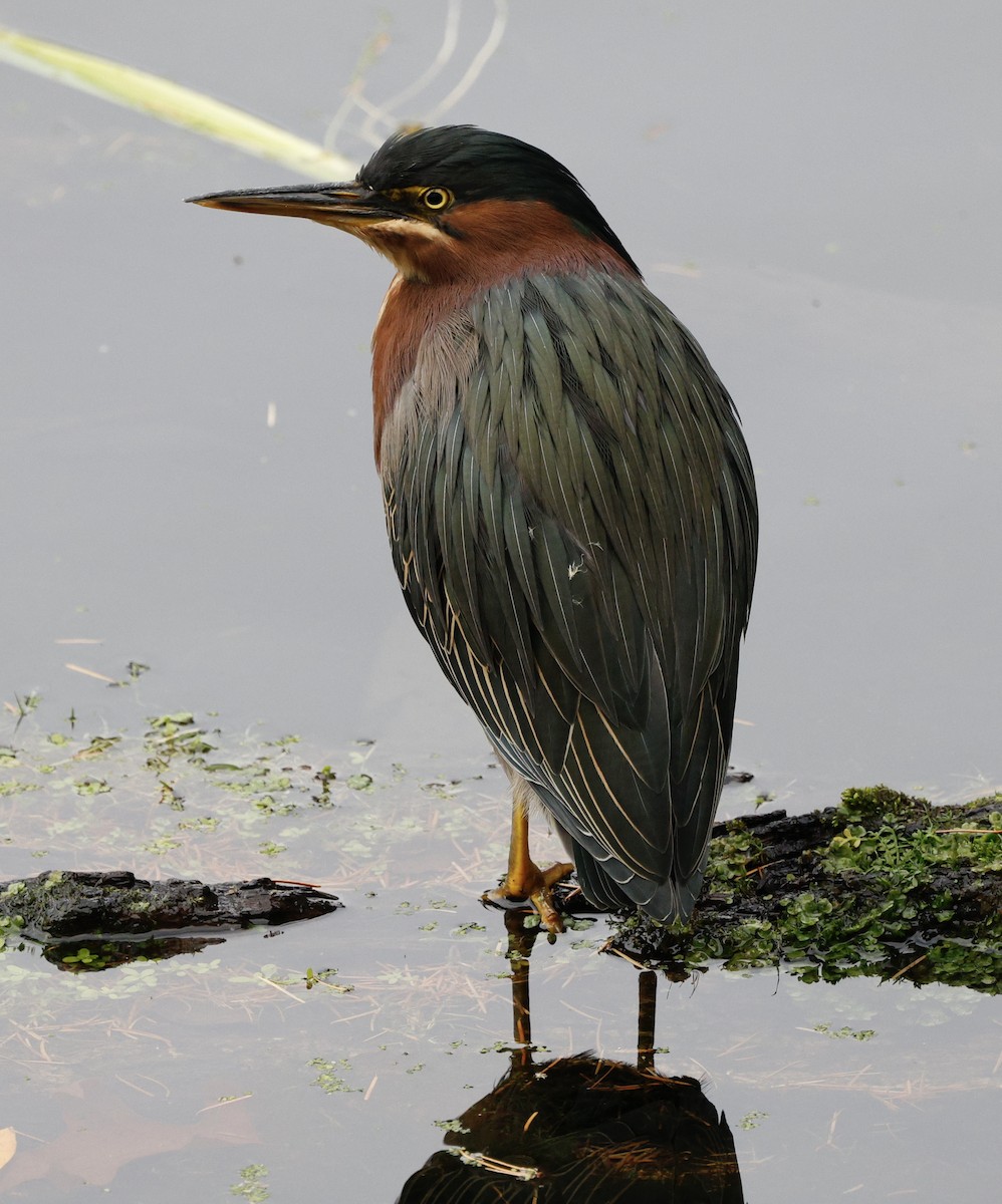 Green Heron - ML645182970