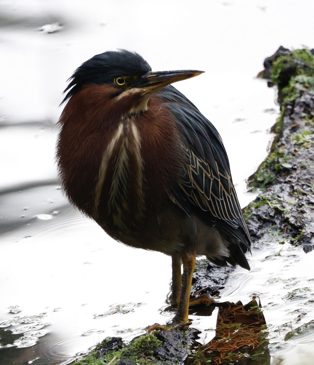 Green Heron - ML645182971