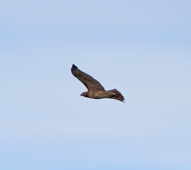 Red-tailed Hawk - ML645182977