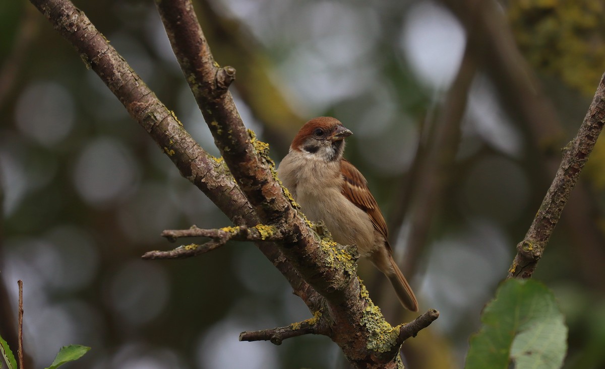 Gorrión Molinero - ML645182993