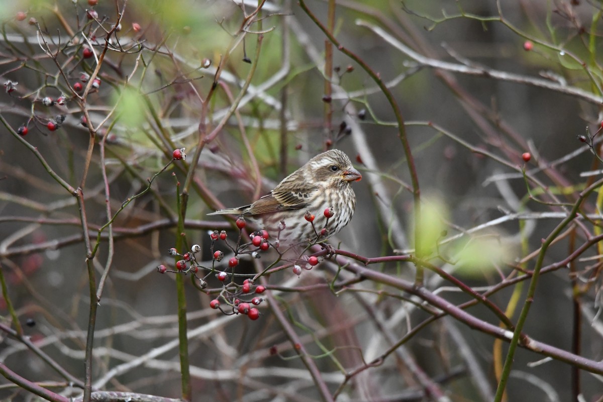 Purple Finch - ML645182998