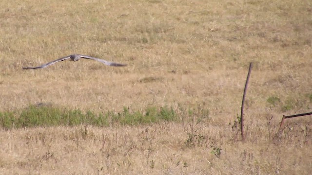 Northern Harrier - ML645182999