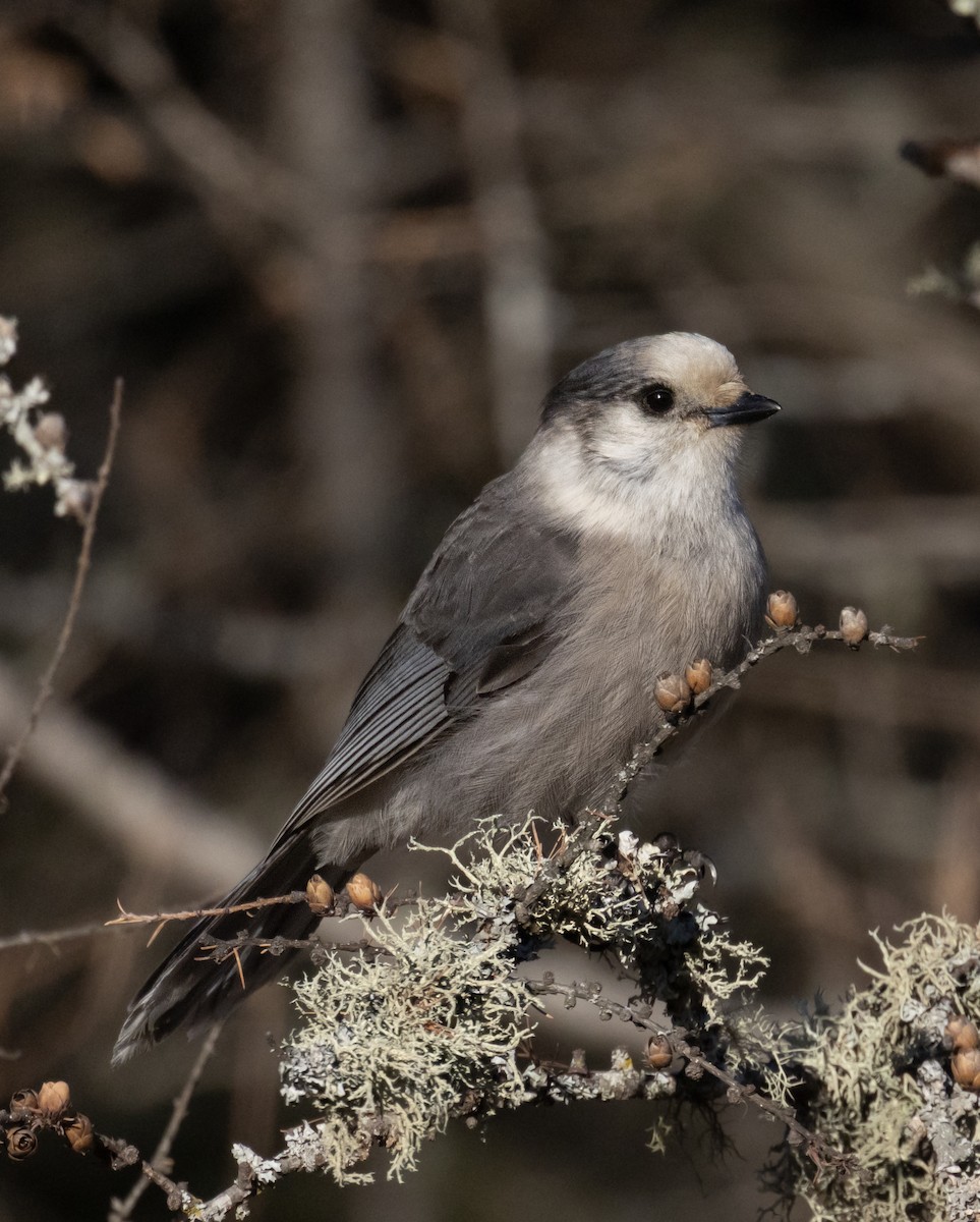 Canada Jay - ML645183005