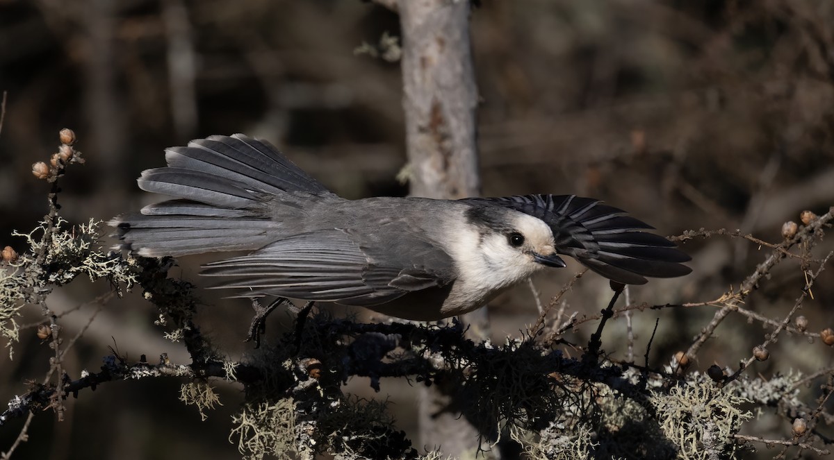 Canada Jay - ML645183006