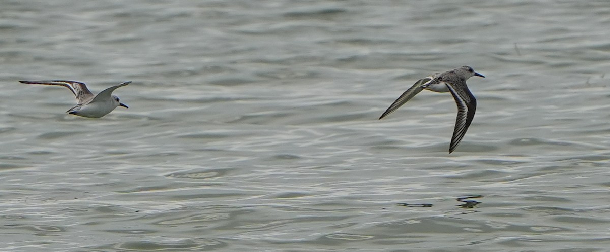 Txirri zuria - ML645183010