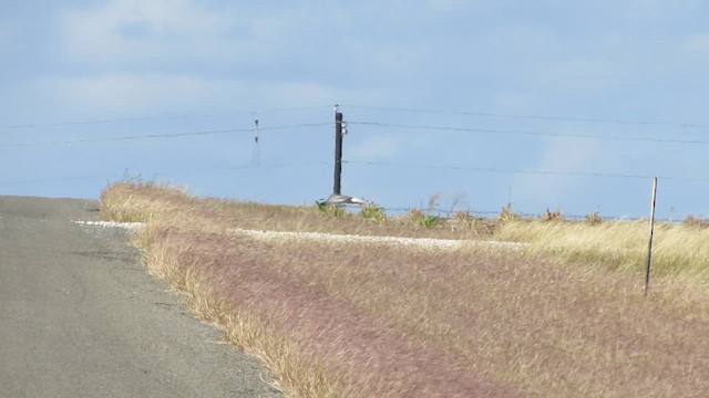 Northern Harrier - ML645183022