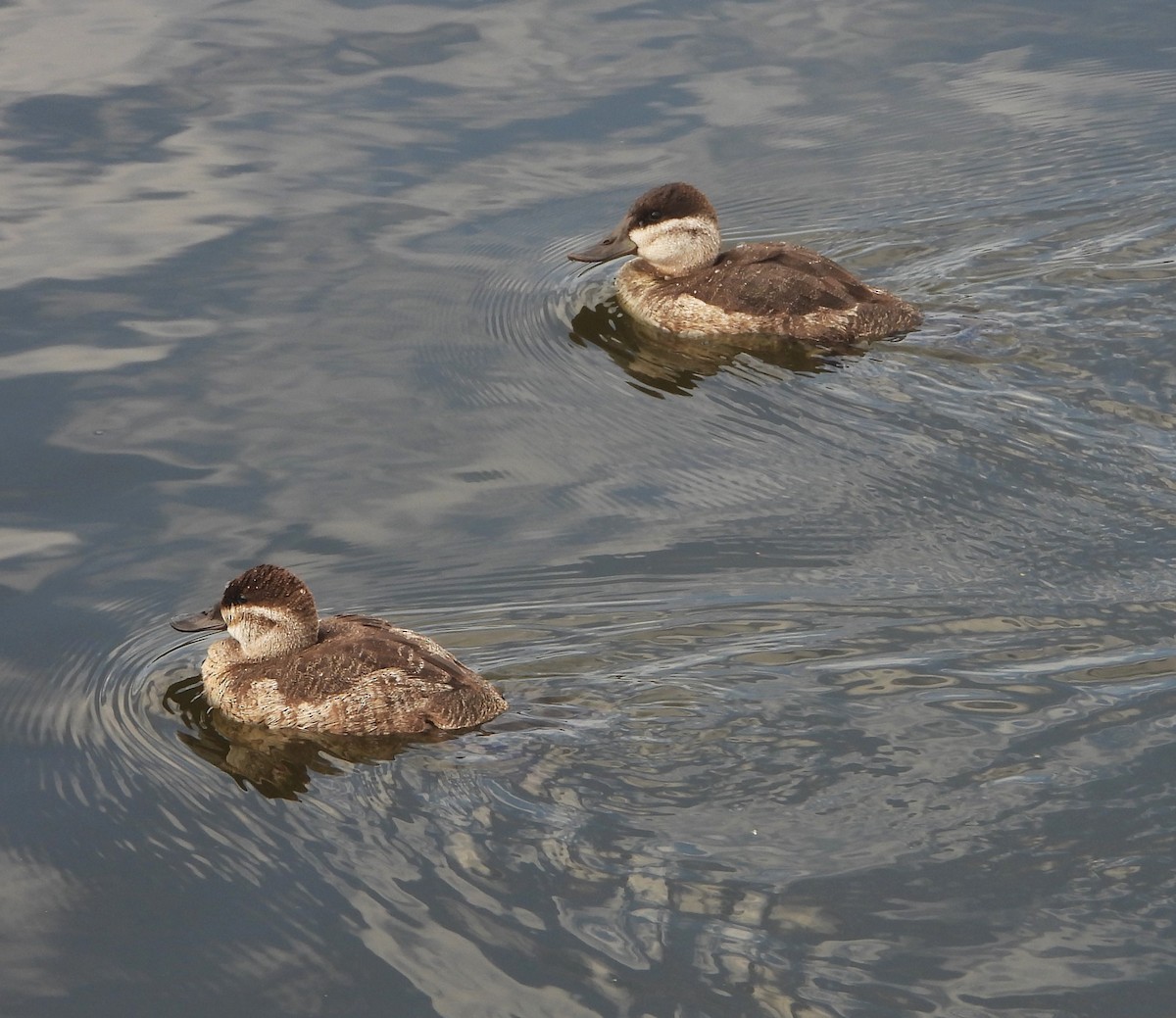 Савка американська - ML645183023