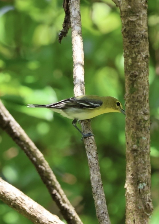 Yellow-throated Vireo - ML645183028