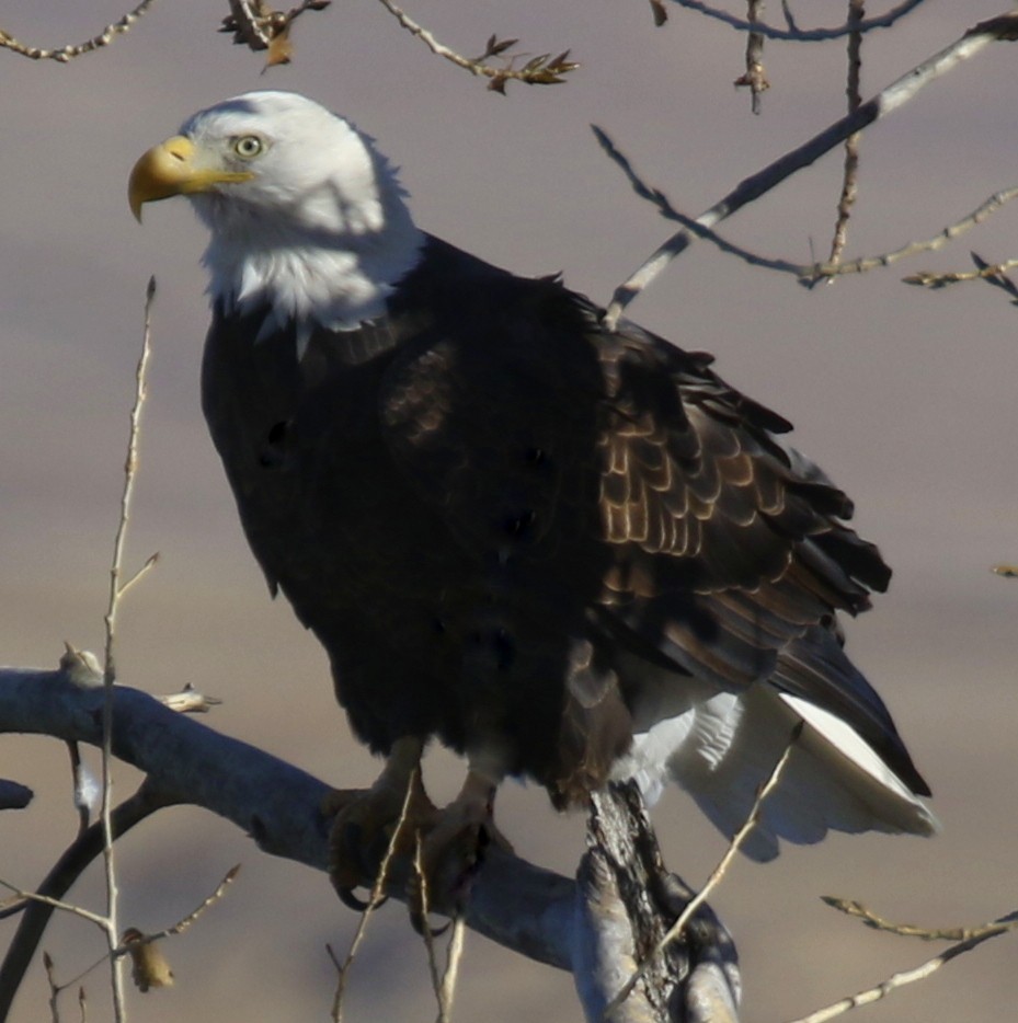 Itsas arrano buruzuria - ML645183032