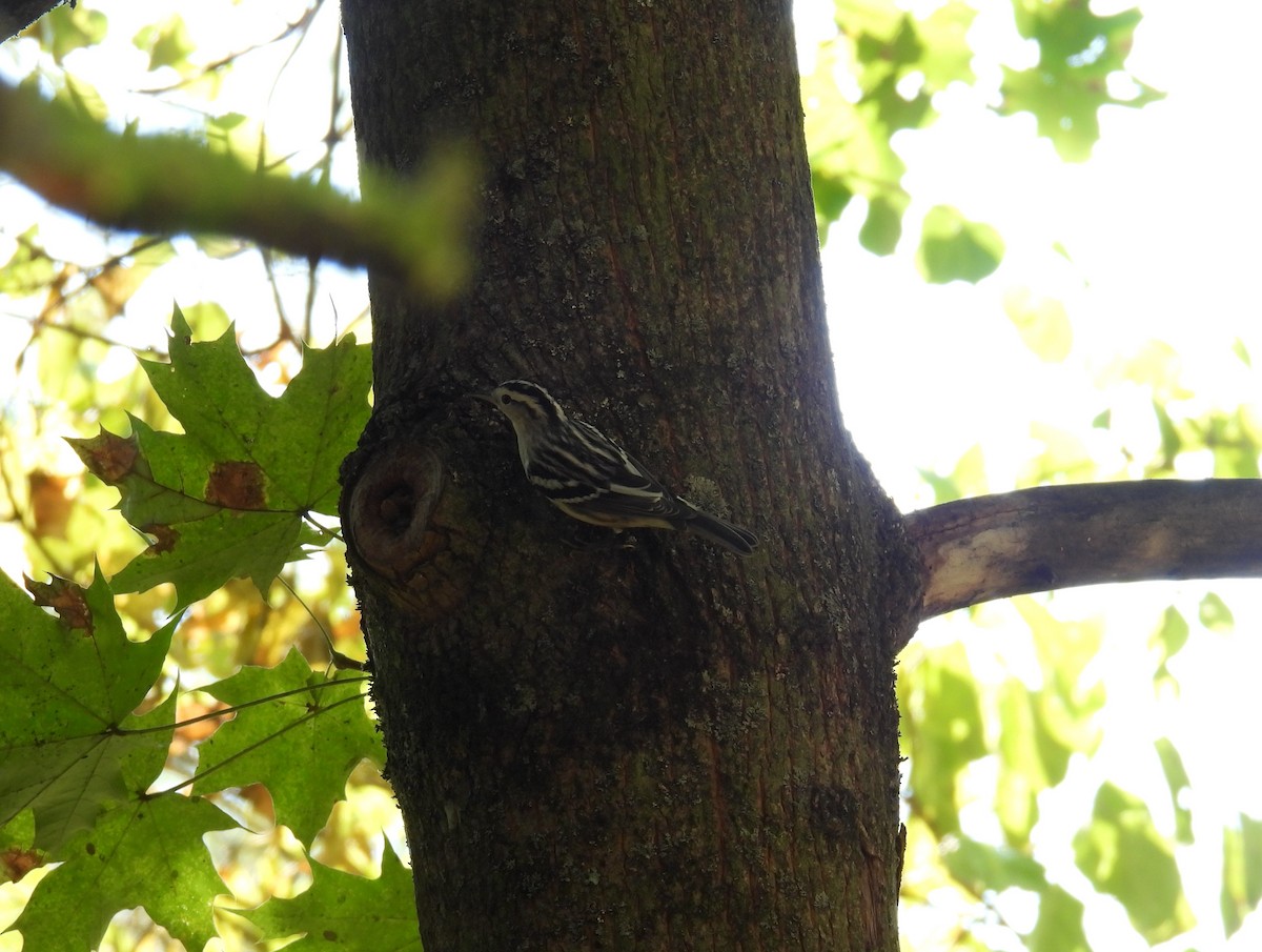 Black-and-white Warbler - ML645183033