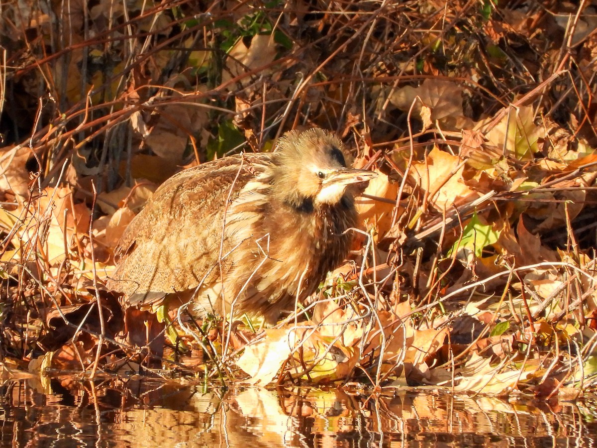 Бугай американський - ML645183034