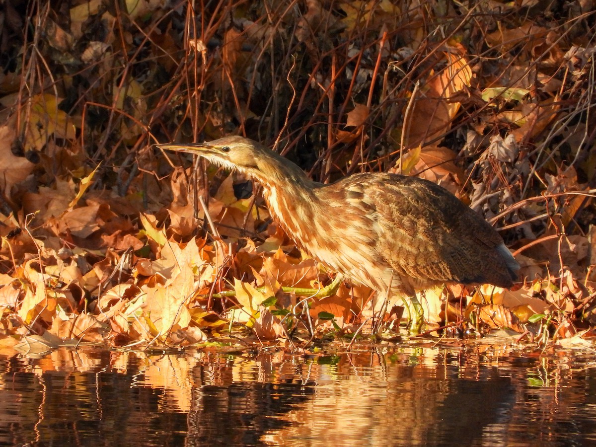 Бугай американський - ML645183035