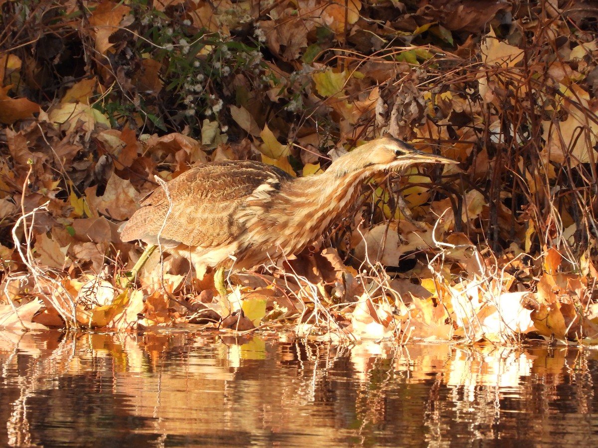 Бугай американський - ML645183037