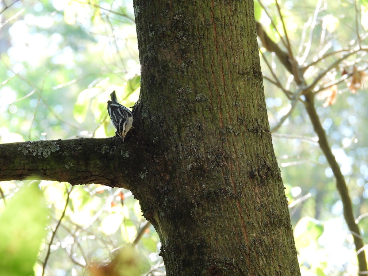Black-and-white Warbler - ML645183038