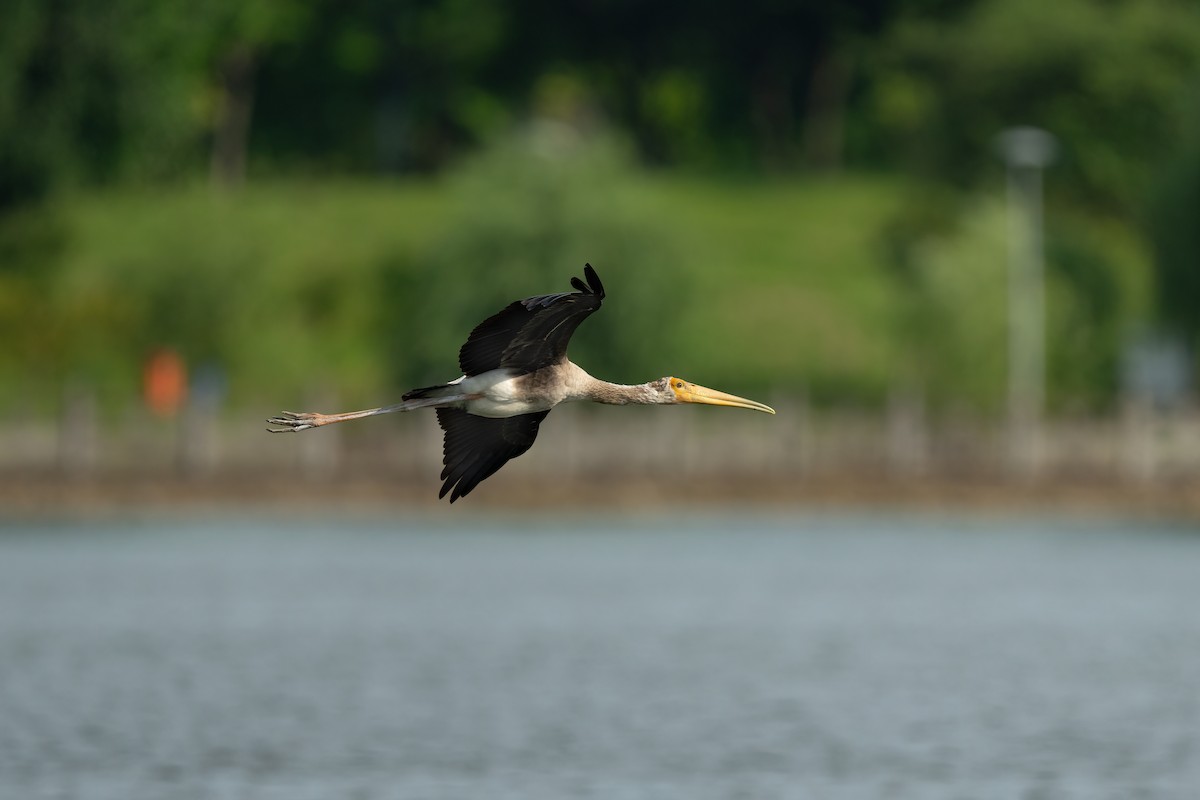 Painted Stork - ML645183048