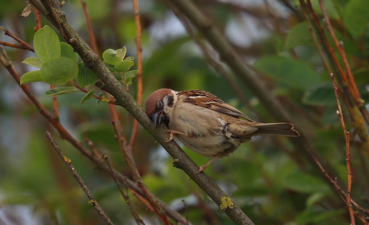 Gorrión Molinero - ML645183054